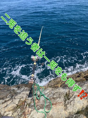 メジナの釣果