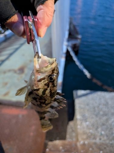 タケノコメバルの釣果