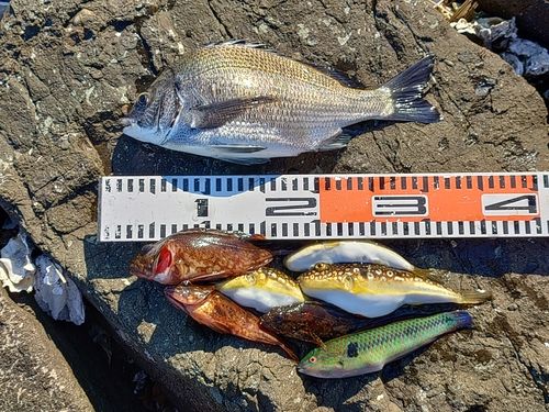 チヌの釣果