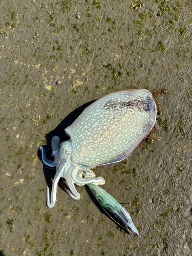 コウイカの釣果