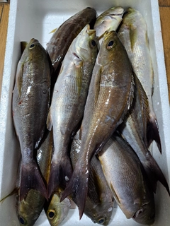 イサキの釣果