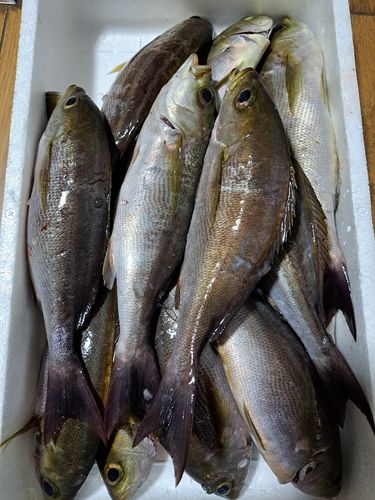 イサキの釣果