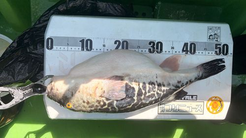 トラフグの釣果