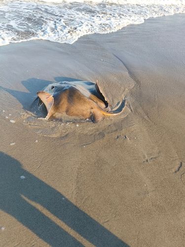 アカエイの釣果