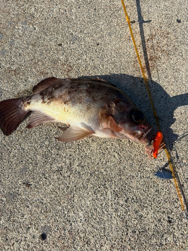 メバルの釣果
