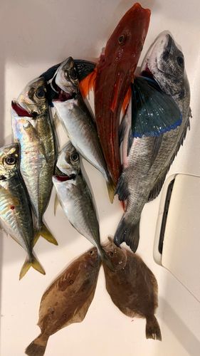 アジの釣果