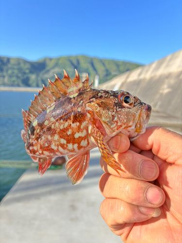 ガシラの釣果