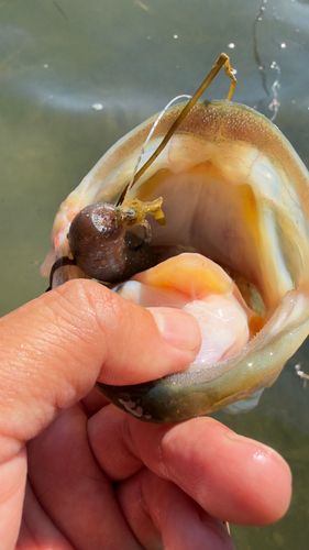 ブラックバスの釣果
