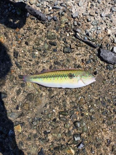 ベラの釣果