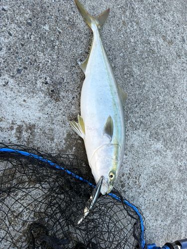 ワラサの釣果