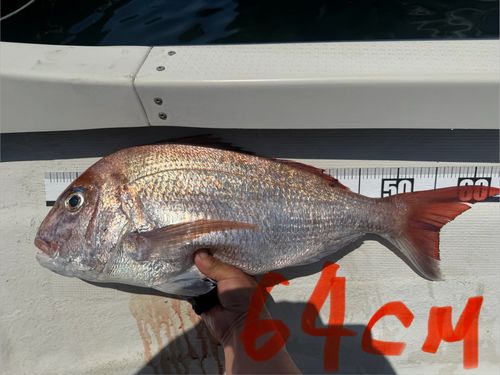 マダイの釣果