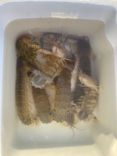 シャコエビの釣果