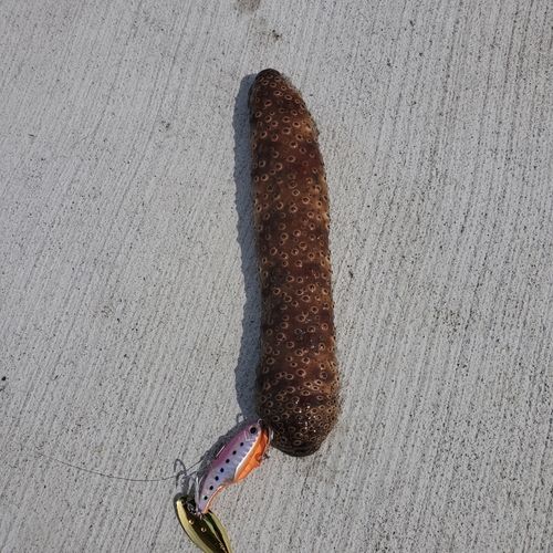 ナマコの釣果