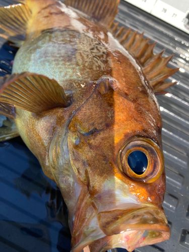 メバルの釣果