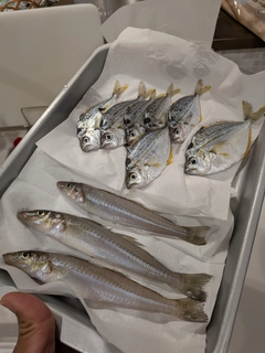 シロギスの釣果