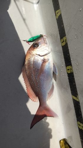 マダイの釣果