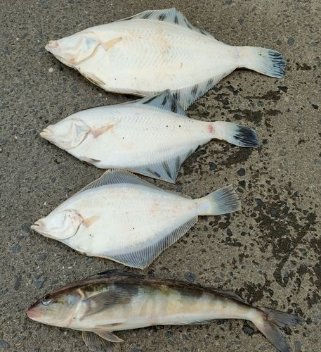 クロガシラガレイの釣果
