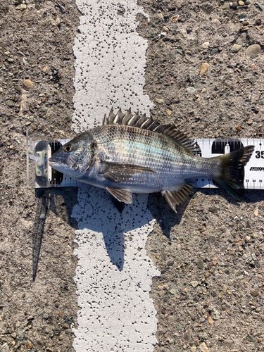 クロダイの釣果