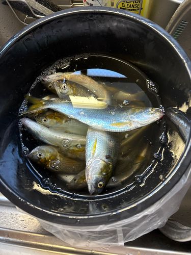 コノシロの釣果