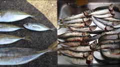 マイワシの釣果
