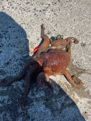 タコの釣果