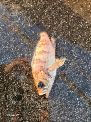 メバルの釣果