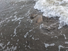 エイの釣果
