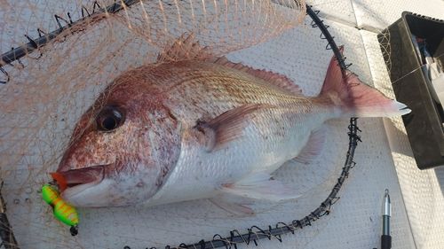 タイの釣果