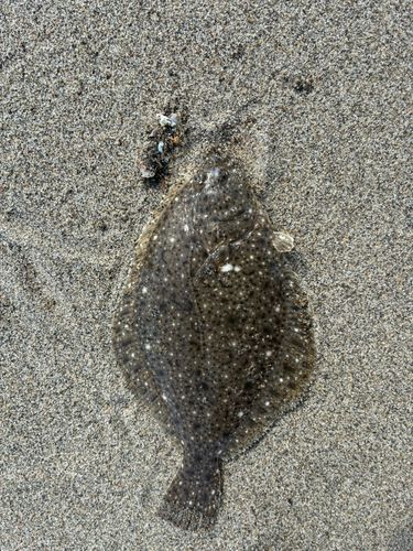 カレイの釣果
