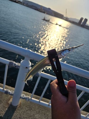 サヨリの釣果
