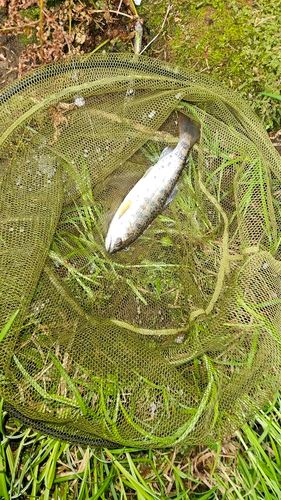 ヤマメの釣果