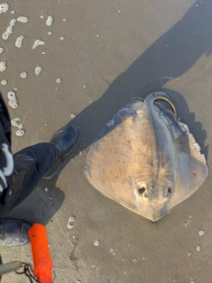 エイの釣果