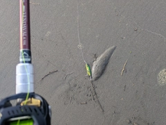 シタビラメの釣果
