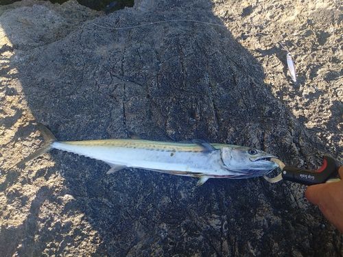 サゴシの釣果