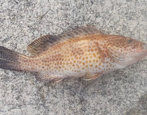 オオモンハタの釣果