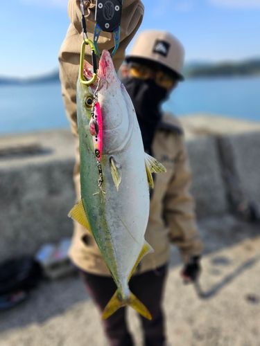 ヤズの釣果