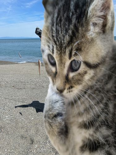 キスの釣果