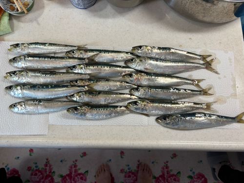コノシロの釣果