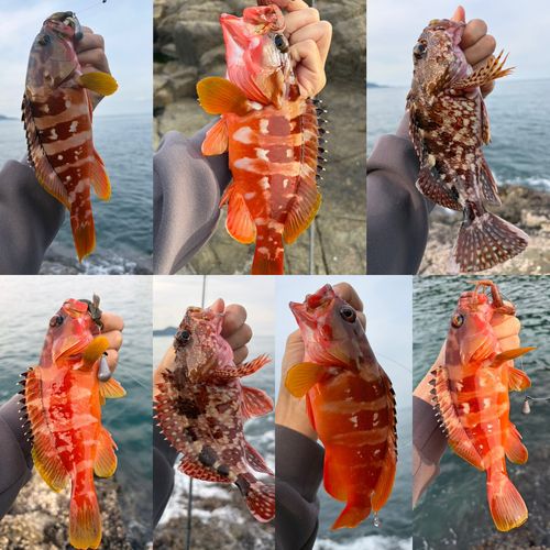 アカハタの釣果