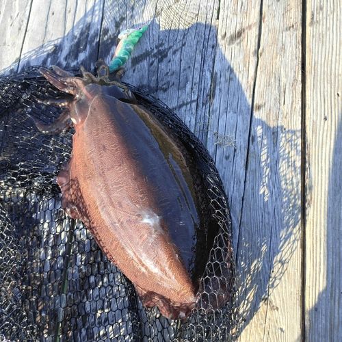 コウイカの釣果