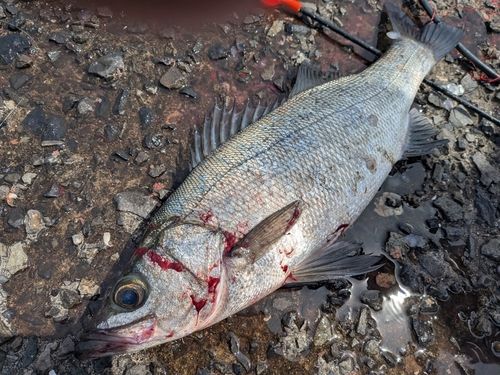 ヒラスズキの釣果