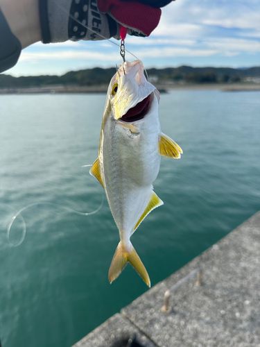 ワカシの釣果