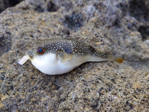 フグの釣果