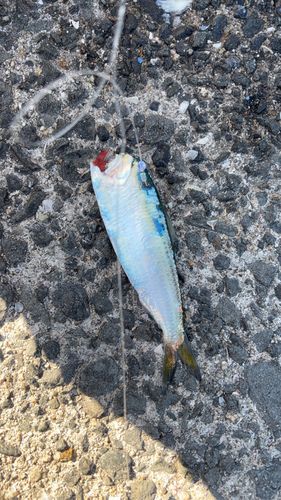 サッパの釣果