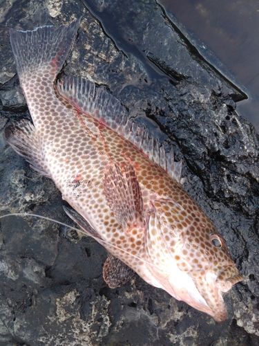 オオモンハタの釣果