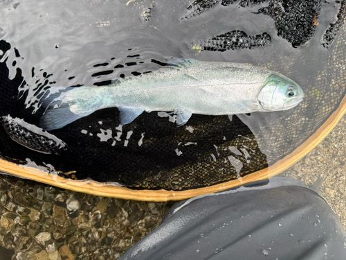 レインボートラウトの釣果