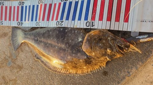 ヒラメの釣果