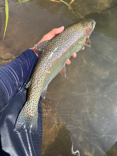 ニジマスの釣果