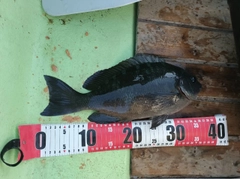 クロの釣果