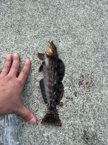 アイナメの釣果